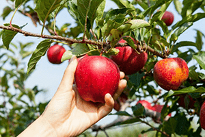 Apple picking